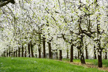 Fototapeta na wymiar Trees with white blossoms (blackthorn)