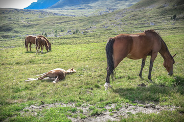 horses in a grass field