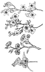 Set of floral ink illustration in outline on white background. Hand drawn botanical doodle of jasmine,  apple, sakura, cherry and plum flowers blossom.