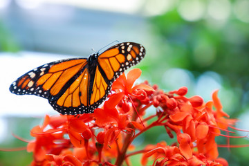 Danaus plexippus butterfly on the red flower.