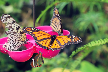 Butterfly feeding in the arboretum.