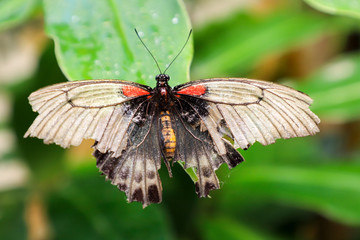 Exotic butterfly with damaged wings.