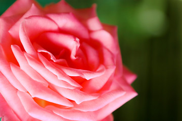 Blooming roses in the garden, close up.