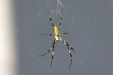 Japanese Spider