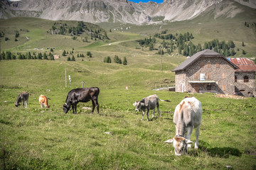 Obraz premium Cows in a green field
