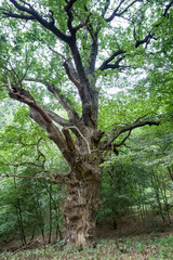 Old Tree with Long Branches in the Forest, Germany