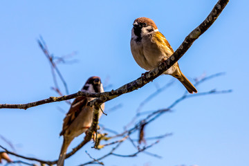 Couple of Birds standing on tree