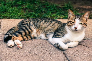 Striped homeless cat lies relaxed on the ground. The cat is resting.
