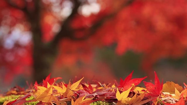 Blurred colorful background with autumn leaves in the foreground.
