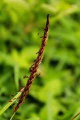 Nature Background
