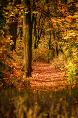 природа,лес,утро,  пейзаж, осенний пейзаж,парк , гидропарк,