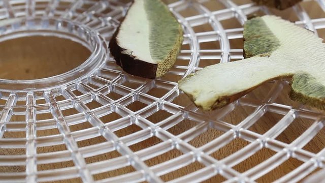 preparing slices of a bay bolete for food drying in an electrical food dehydrator closeup