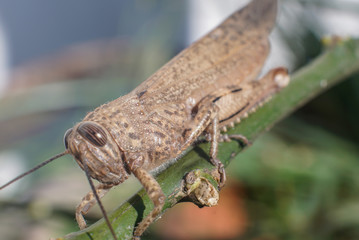 Meadow Grasshopper or Chorthippus parallelus with side view.