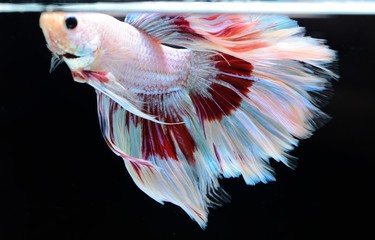 Fancy Siamese Fighting Fish or halfmoon is a beautiful fish that is popular for foreigners. Due to the beautiful colors, easy to raise, are the beautiful fish that are exported to the top of Thailand