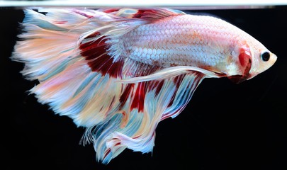 Fancy Siamese Fighting Fish or halfmoon is a beautiful fish that is popular for foreigners. Due to the beautiful colors, easy to raise, are the beautiful fish that are exported to the top of Thailand