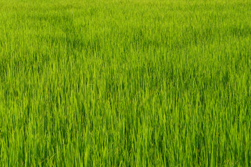 Green rice field at the morning in the farm of famer, Nature Background