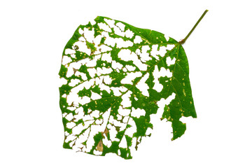 Leaf with holes, eaten by pests isolated on white background, Green leaves are eaten by worms