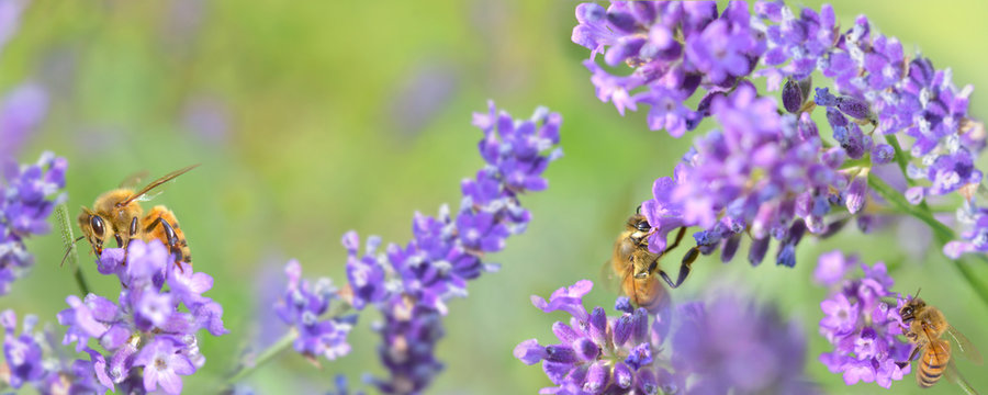 honeybee on lavender flowers on green background