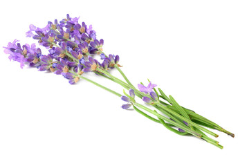 lavender flowers isolated on white background. bunch of lavender flowers.