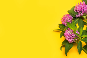 clover flowers on yellow background with copy space