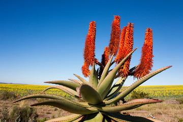 Fototapeta premium Aloe Ferox plant along Garden Route, South Africa