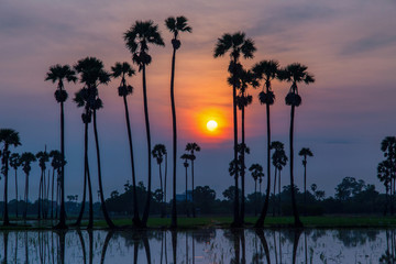 Silhouette of reflection of palm tree during sunrise time