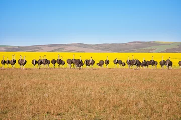Wandcirkels aluminium Line of ostriches with canola field backdrop, South Africa © Andrea