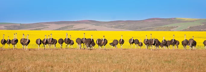  Panoramisch van struisvogels met canola veld achtergrond, Zuid-Afrika © Andrea