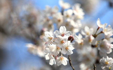 桜　サクラ　さくら　染井吉野桜　サクラの花