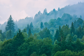 Fototapety  Mgła nad górami pokrytymi lasami, naturalne tło na zewnątrz outdoor