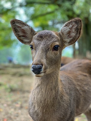 Deer in Nara Park, Japan