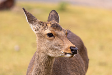 Deer in Nara Park, Japan