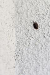 Armadillidium - small dark beetle with armor.