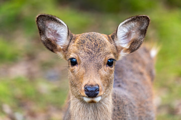 Nara Park, Japan