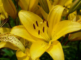 Obraz premium yellow lilies in the garden, Russia.