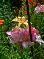 colorful lilies in the garden, Russia.