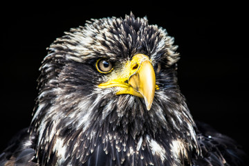 Eagle