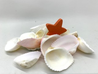 Christmas shell decoration unique on white background