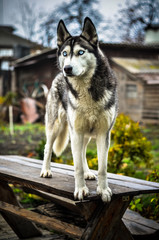хаски, собака, сибирский хаски, хаски за забором.