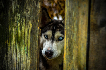 хаски, собака, сибирский хаски, хаски за забором.