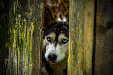 хаски, собака, сибирский хаски, хаски за забором.