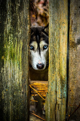 хаски, собака, сибирский хаски, хаски за забором.