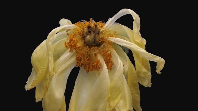 Time-lapse of resurrection dried up coral Peony 2d1-rev in PNG+ format with ALPHA transparency channel isolated on black background, time reverse