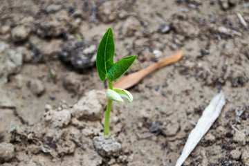 Yard-long bean seedlings are about 1 week old.