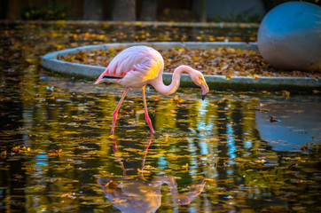 фламинго,розовый фламинго,фламинго в пруду,