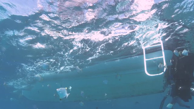 A scuba diver doing a back roll entrance off a dive boat while on holidays in the pacific ocean.