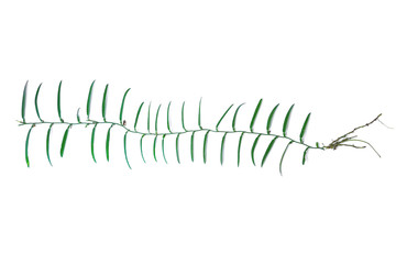 ivy isolated, vine plant jungle, climbing isolated on white background, Clipping path