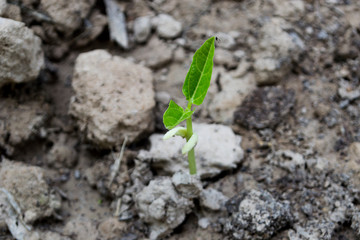 Yard-long bean seedlings are about 1 week old.