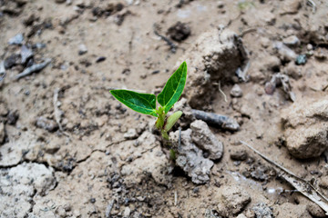 Yard-long bean seedlings are about 1 week old.