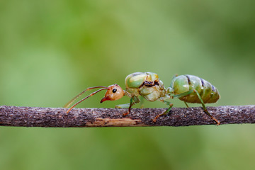 Image of the queen of ants on dry branches. weaver ant queen. Insect. Animal